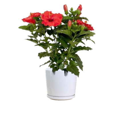 Hibiscus Rosa Sinensis (Red) B